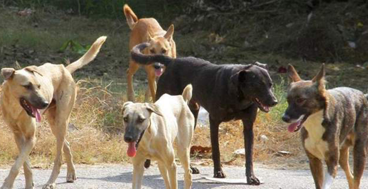Αγέλες αδέσποτων σκύλων επιτίθενται σε δρομείς στη Θεσσαλονίκη!