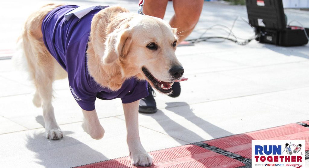 Οι 10 καλύτεροι σκύλοι – δρομείς που είναι οι τέλειοι παρτενέρ στο τρέξιμο
